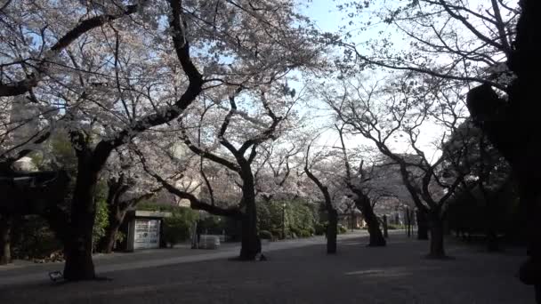Yasukuni Shrine Kamiike Garden Cherry Flows Ιαπωνία Τόκιο 2023 — Αρχείο Βίντεο