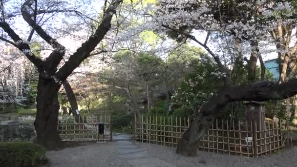 Yasukuni Przybytek Kamiike Ogrodowe Kwiaty Wiśni Japonia Tokio 2023 — Wideo stockowe