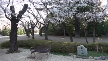 Yasukuni Tapınağı Kamiike Bahçesi Kiraz çiçekleri, Japonya Tokyo 2023