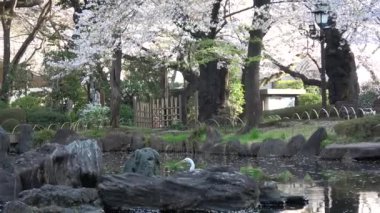 Yasukuni Tapınağı Kamiike Bahçesi Kiraz çiçekleri, Japonya Tokyo 2023