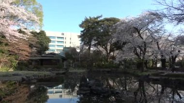 Yasukuni Tapınağı Kamiike Bahçesi Kiraz çiçekleri, Japonya Tokyo 2023