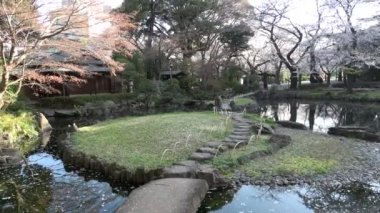 Yasukuni Tapınağı Kamiike Bahçesi Kiraz çiçekleri, Japonya Tokyo 2023