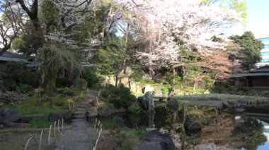 Yasukuni Tapınağı Kamiike Bahçesi Kiraz çiçekleri, Japonya Tokyo 2023