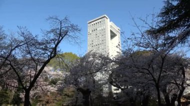 Yasukuni Tapınağı Kamiike Bahçesi Kiraz çiçekleri, Japonya Tokyo 2023