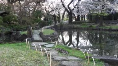 Yasukuni Tapınağı Kamiike Bahçesi Kiraz çiçekleri, Japonya Tokyo 2023