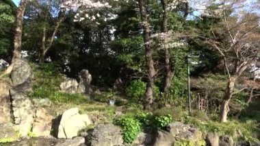Yasukuni Tapınağı Kamiike Bahçesi Kiraz çiçekleri, Japonya Tokyo 2023