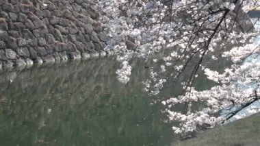 İmparatorluk Sarayı Kiraz Çiçeği, Japonya Tokyo Mart 2023