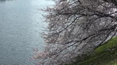 İmparatorluk Sarayı Kiraz Çiçeği, Japonya Tokyo Mart 2023