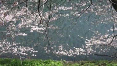 İmparatorluk Sarayı Kiraz Çiçeği, Japonya Tokyo Mart 2023