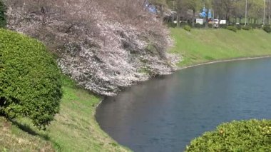 İmparatorluk Sarayı Kiraz Çiçeği, Japonya Tokyo Mart 2023