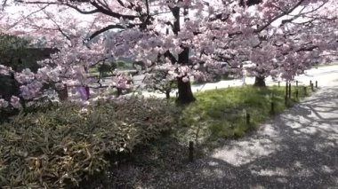 Japonya 'daki Ulusal Tiyatro, Kiraz Çiçeği 2023