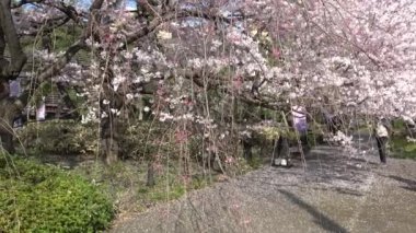 Japonya 'daki Ulusal Tiyatro, Kiraz Çiçeği 2023