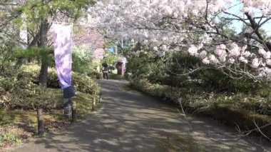 Japonya 'daki Ulusal Tiyatro, Kiraz Çiçeği 2023