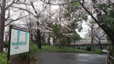 Sendaiborigawa Park Yağmurlu Gün Kiraz çiçekleri, Japonya Tokyo 2023