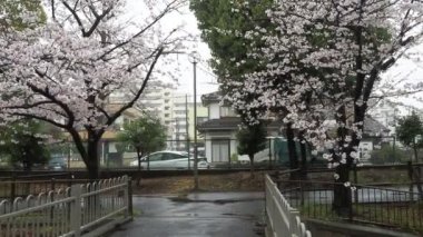 Sendaiborigawa Park Yağmurlu Gün Kiraz çiçekleri, Japonya Tokyo 2023