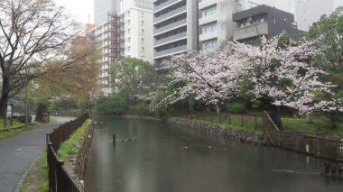 Sendaiborigawa Park Yağmurlu Gün Kiraz çiçekleri, Japonya Tokyo 2023