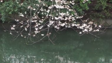 Sendaiborigawa Park Yağmurlu Gün Kiraz çiçekleri, Japonya Tokyo 2023