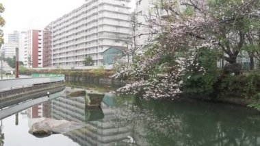 Sendaiborigawa Park Yağmurlu Gün Kiraz çiçekleri, Japonya Tokyo 2023