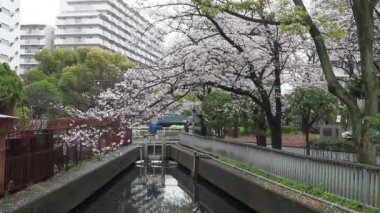 Sendaiborigawa Park Yağmurlu Gün Kiraz çiçekleri, Japonya Tokyo 2023