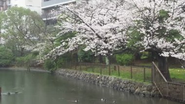 Sendaiborigawa Park Yağmurlu Gün Kiraz çiçekleri, Japonya Tokyo 2023