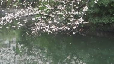 Sendaiborigawa Park Yağmurlu Gün Kiraz çiçekleri, Japonya Tokyo 2023