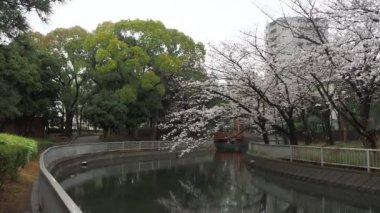 Sendaiborigawa Park Yağmurlu Gün Kiraz çiçekleri, Japonya Tokyo 2023