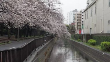 Sendaiborigawa Park Yağmurlu Gün Kiraz çiçekleri, Japonya Tokyo 2023