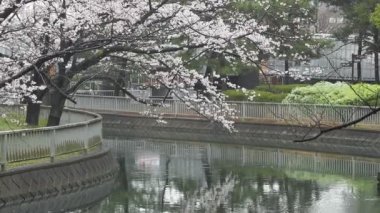 Sendaiborigawa Park Yağmurlu Gün Kiraz çiçekleri, Japonya Tokyo 2023