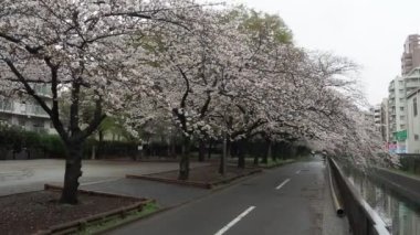 Sendaiborigawa Park Yağmurlu Gün Kiraz çiçekleri, Japonya Tokyo 2023