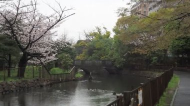 Sendaiborigawa Park Yağmurlu Gün Kiraz çiçekleri, Japonya Tokyo 2023