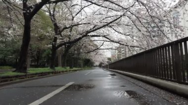 Sendaiborigawa Park Yağmurlu Gün Kiraz çiçekleri, Japonya Tokyo 2023
