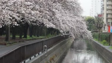 Sendaiborigawa Park Yağmurlu Gün Kiraz çiçekleri, Japonya Tokyo 2023