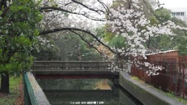 Sendaiborigawa Park Yağmurlu Gün Kiraz çiçekleri, Japonya Tokyo 2023