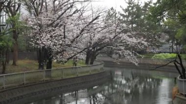Sendaiborigawa Park Yağmurlu Gün Kiraz çiçekleri, Japonya Tokyo 2023