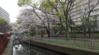 Sendaiborigawa Park Yağmurlu Gün Kiraz çiçekleri, Japonya Tokyo 2023
