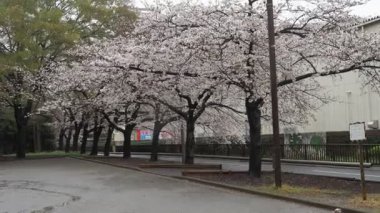 Sendaiborigawa Park Yağmurlu Gün Kiraz çiçekleri, Japonya Tokyo 2023