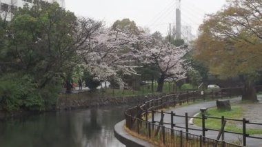 Sendaiborigawa Park Yağmurlu Gün Kiraz çiçekleri, Japonya Tokyo 2023