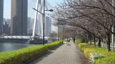 Shinkawa Park Kiraz Çiçeği, Japonya Tokyo 2023
