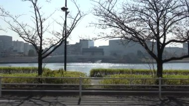 Shinkawa Park Kiraz Çiçeği, Japonya Tokyo 2023