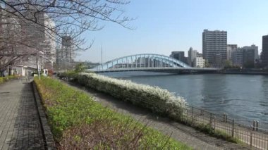 Shinkawa Park Kiraz Çiçeği, Japonya Tokyo 2023