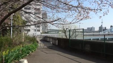 Shinkawa Park Kiraz Çiçeği, Japonya Tokyo 2023
