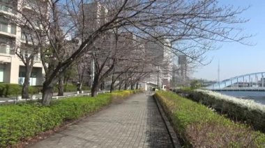 Shinkawa Park Kiraz Çiçeği, Japonya Tokyo 2023
