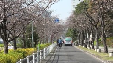 Shinkawa Park Kiraz Çiçeği, Japonya Tokyo 2023