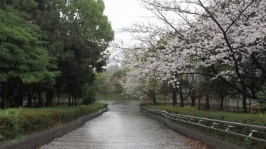 Yağmurlu bir gün, Kiba Park Kiraz çiçekleri, Japonya Tokyo 2023