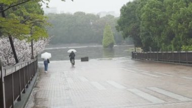 Yağmurlu bir gün, Kiba Park Kiraz çiçekleri, Japonya Tokyo 2023