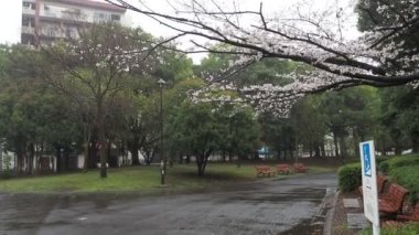 Yağmurlu bir gün, Kiba Park Kiraz çiçekleri, Japonya Tokyo 2023