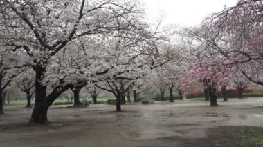 Yağmurlu bir gün, Kiba Park Kiraz çiçekleri, Japonya Tokyo 2023