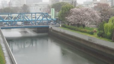 Yağmurlu bir gün, Kiba Park Kiraz çiçekleri, Japonya Tokyo 2023