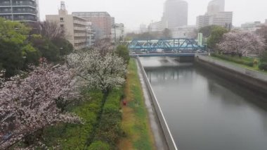 Yağmurlu bir gün, Kiba Park Kiraz çiçekleri, Japonya Tokyo 2023
