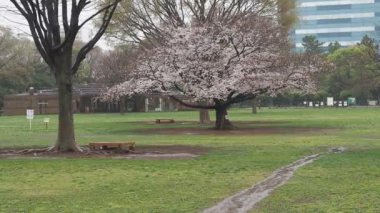 Yağmurlu bir gün, Kiba Park Kiraz çiçekleri, Japonya Tokyo 2023